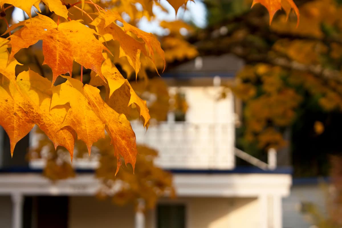 Autumn Colours